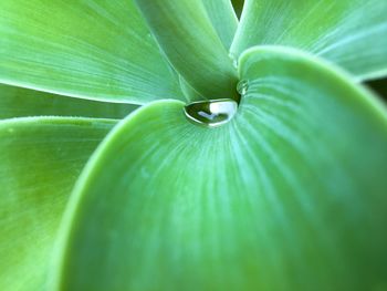 Close-up of water drop on leaf