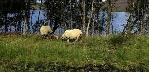 Cows grazing on field