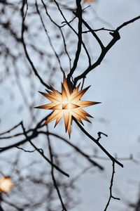 Close-up of flower tree against sky