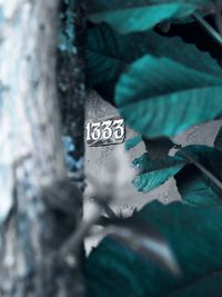 Close-up of text on tree trunk