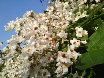 High angle view of white flowers blooming in park