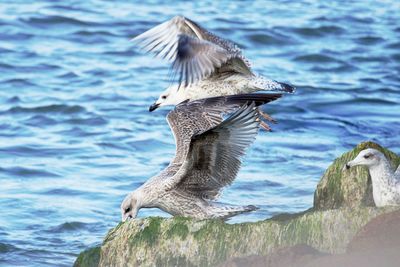 Close-up of pelican flying over lake