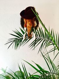 Close-up of hat on plant against wall