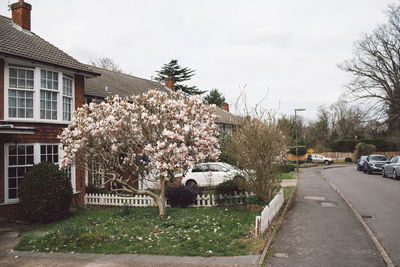 Cherry tree by road against buildings in city