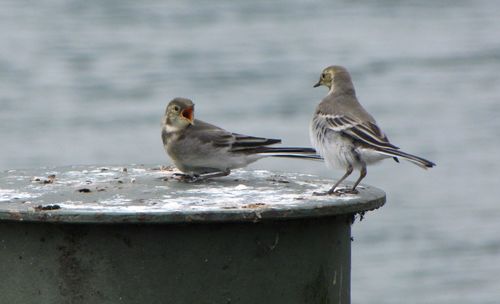 Close-up of bird perching on water