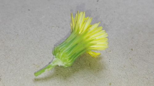 High angle view of yellow flower on plant