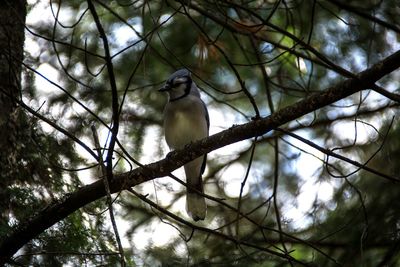 Low angle view of bird perching on branch