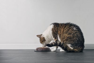 Tabby cat eating out of a bowl. profile view with copy space.