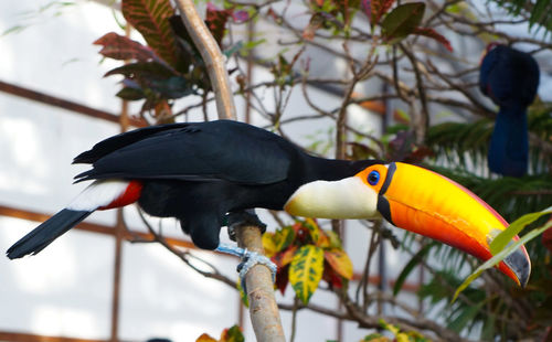 Close-up of bird perching on branch