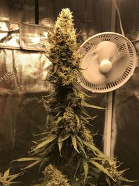 Close-up of christmas tree