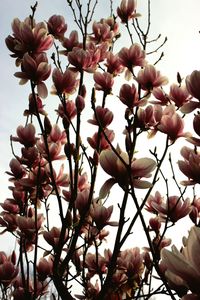 Low angle view of magnolia blossoms in spring