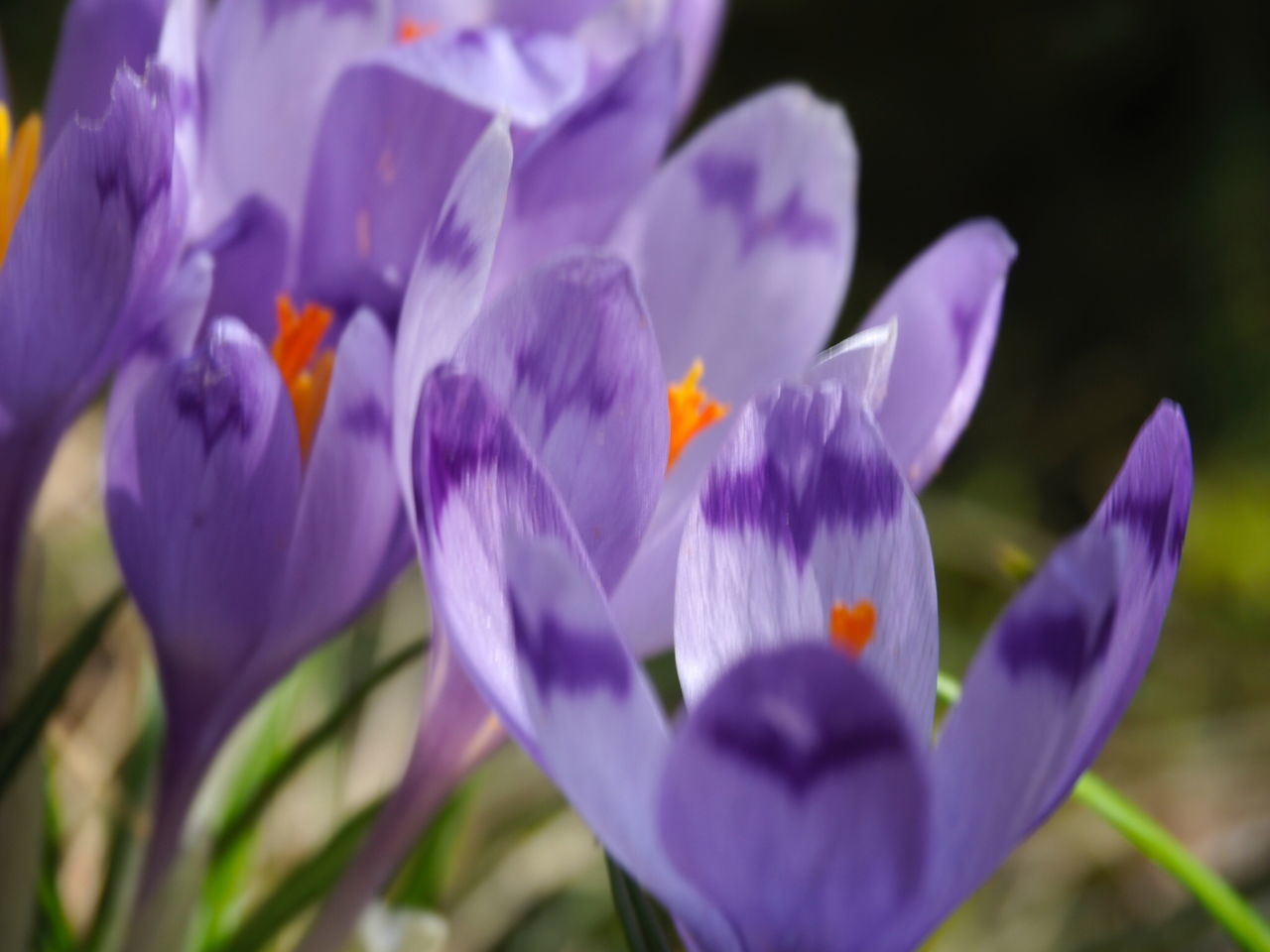 flower, flowering plant, plant, crocus, freshness, beauty in nature, purple, close-up, fragility, petal, growth, nature, iris, flower head, inflorescence, no people, focus on foreground, selective focus, outdoors, blossom, day