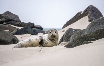 Portrait of sheep on beach against clear sky