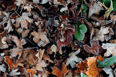 Full frame shot of dry leaves