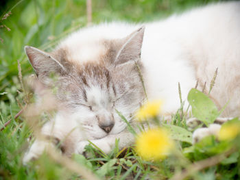 Close-up of cat sleeping on grass