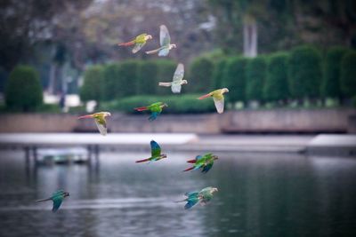 flying