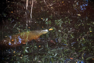 High angle view of fish swimming in lake