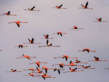 Drone view of flamingos flying in los roques, caribbean sea, venezuela