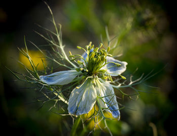 Close-up of white flowering plant