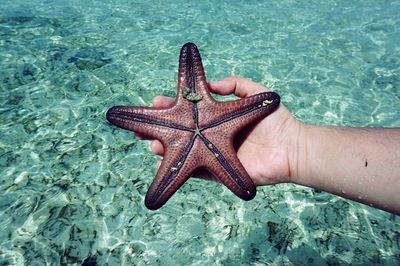 Cropped image of hand holding starfish