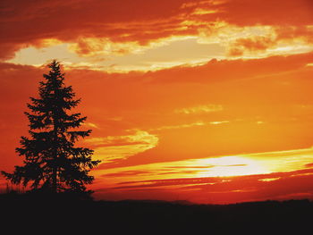 Silhouette of trees at sunset