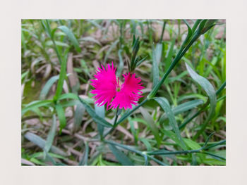 Close-up of flower blooming outdoors