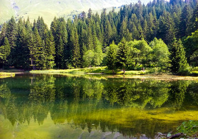 Scenic view of lake by trees in forest