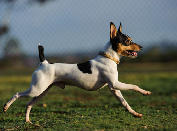 Toy fox terrier running on field