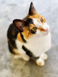 Close-up portrait of a cat