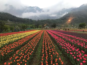 Scenic view of red flowering trees on field against sky