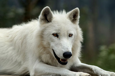 Portrait of arctic wolf sitting at uk wolf conservation trust