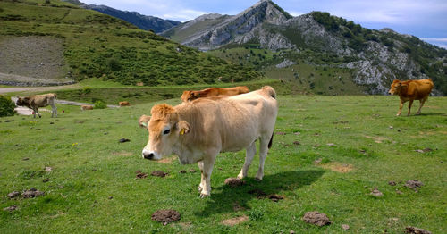 Cows grazing on field against mountains