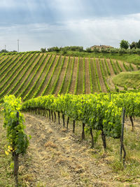 Scenic view of vineyard against sky