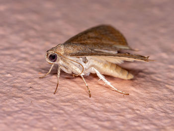 Close-up of insect on table