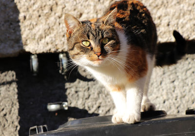 Close-up portrait of a cat