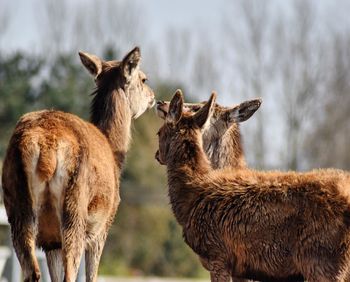 Three deer against trees