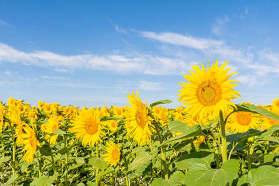 Yellow flowering plants on field against sky