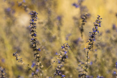 Close-up of flowering plant on field during rainy season