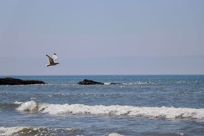 Seagull flying over sea against sky