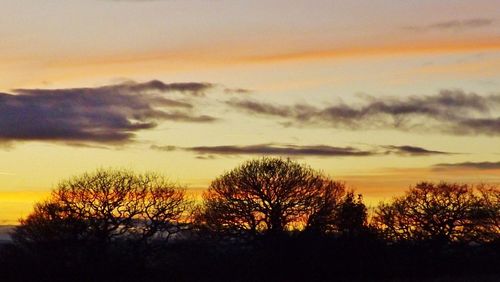 Silhouette of trees at sunset