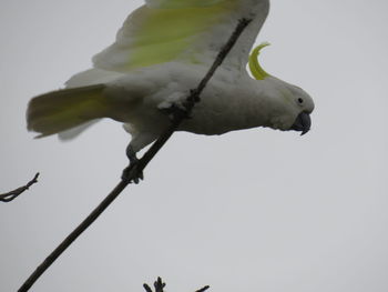 Low angle view of parrot perching on plant against sky