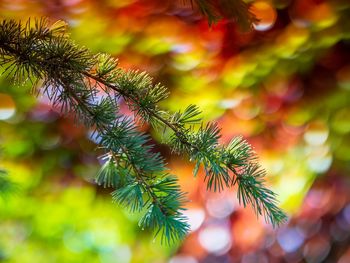 Close-up of tree branch