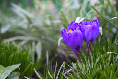 Close-up of purple crocus flowers on field