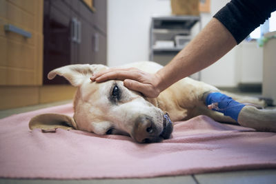 Old dog in animal hospital. pet owner stroking his sick labrador retriever aftrer surgery.