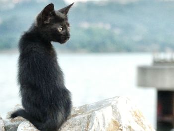 Close-up of cat against sky