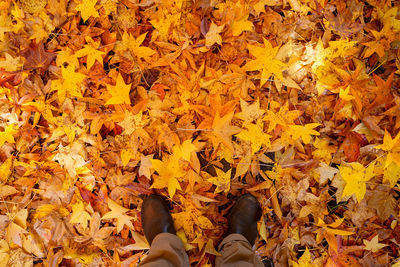 Low section of person standing on yellow maple leaves