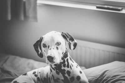 Close-up portrait of dog at home