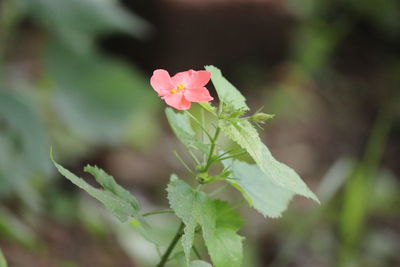 Close-up of pink flowering plant