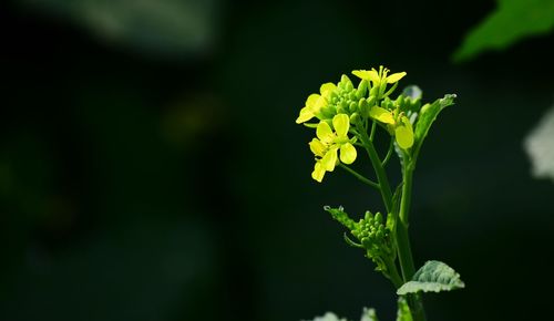 Close-up of green plant