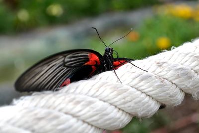 Close-up of butterfly on rope